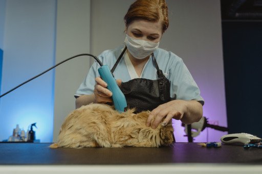 Hygiene Cut for Cats