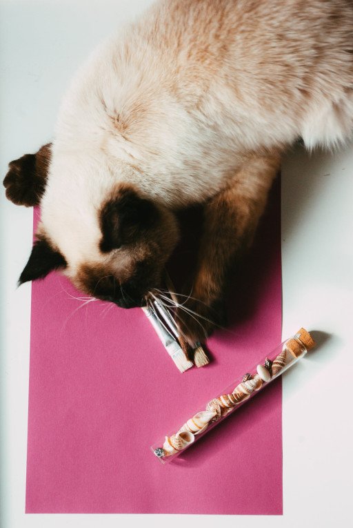 The Ultimate Guide to the Slicker Brush for Cats: Your Key to a Perfectly Groomed Feline