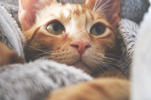 Understanding Why Your Cat Urinates on the Bed and How to Stop It