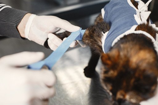 Comprehensive Guide on Cat Eczema Treatment: Everything You Need to Know