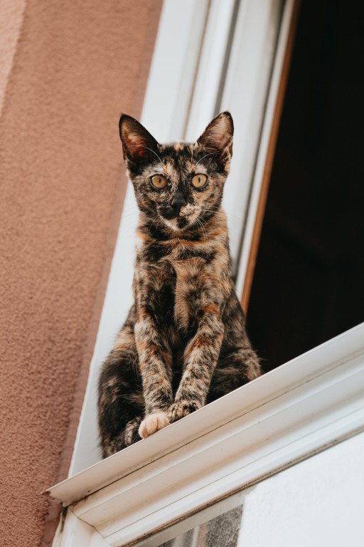 The Ultimate Guide to Cat Window Perches for Narrow Sills: Your Feline's Favorite Spot