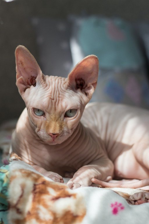 Understanding the Unique Charm and Characteristics of the Sphynx and Peterbald Cats