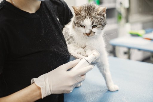 Understanding Cat Hyperthyroidism and Effective Medication Options