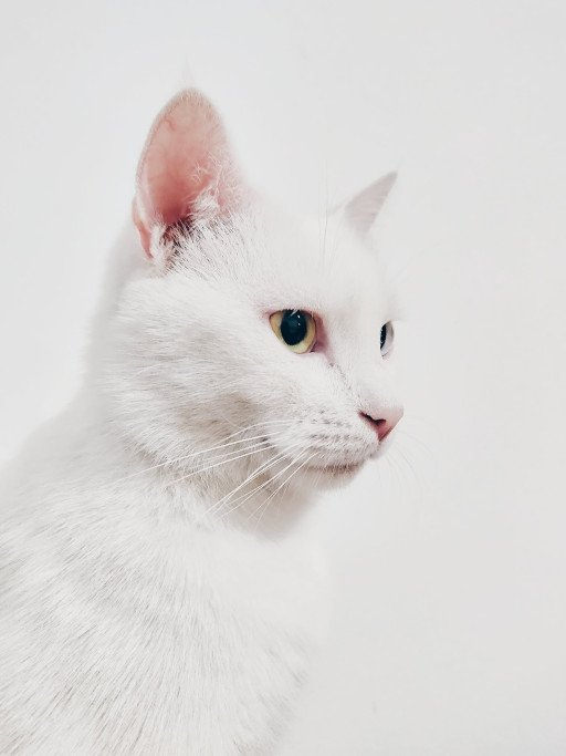 10 Weird Cat Breeds That Will Absolutely Captivate You