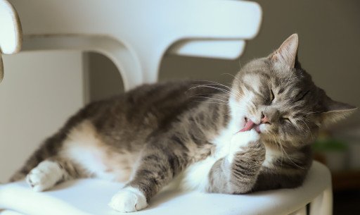The Comprehensive Guide to Managing Your Cat's Flea Medication Licking Issue