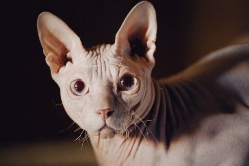 The Comprehensive Guide to Finding the Ideal Sphynx Cat Breeder Near You