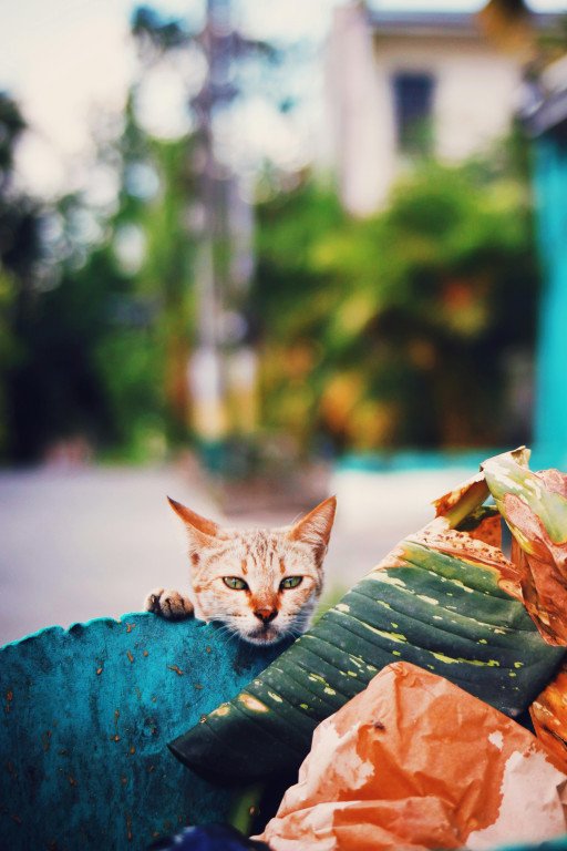 Mastering Cat Litter Training: The Ultimate Kit for Feline Hygiene