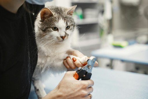 The Ultimate Guide to Nail Clipping for Cats Near You