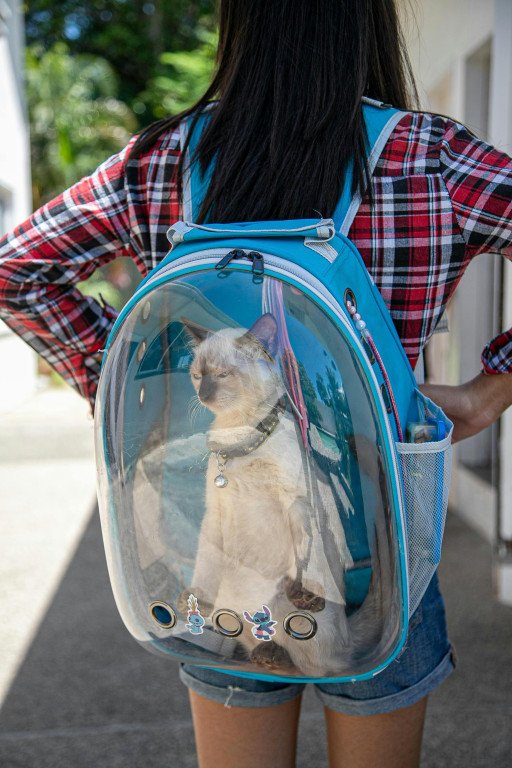 Comprehensive Guide to Choosing Wire Pet Carriers for Cats