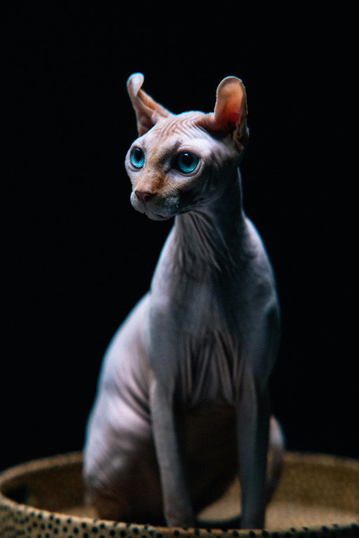 The Comprehensive Guide to Mini Hairless Cats: Breeds, Care, and Lifestyle