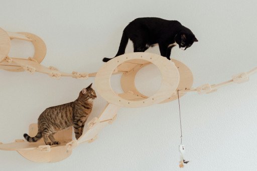 The Ultimate Guide to Engaging Cat Toys for Your Feline Friends