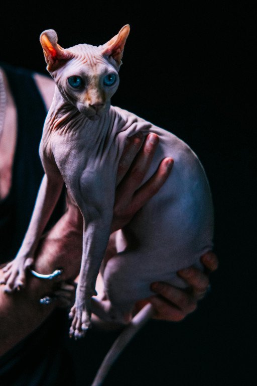 The Comprehensive Guide to Hairless Cat Breeds and Their Prices