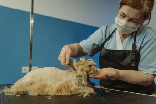 The Essential Guide to Cat Grooming Equipment