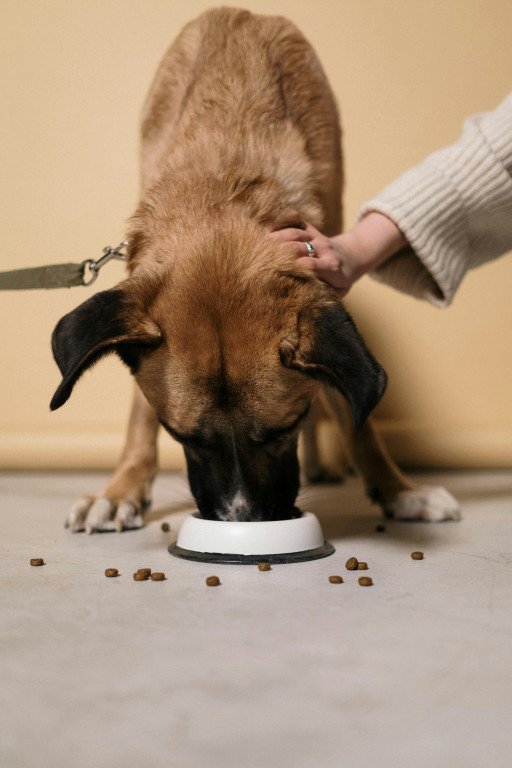 WeatherTech Dog Bowl: The Ultimate Feeding Solution for Your Furry Friend