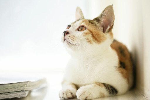 Ultimate Guide to Manicure for Cats: Ensuring Your Feline's Paws Are Perfect