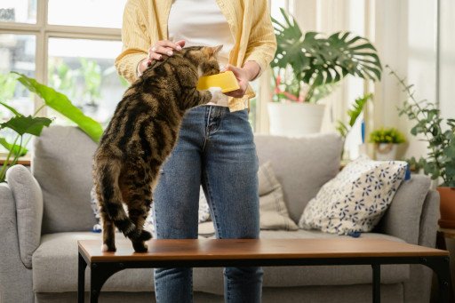 The Ultimate Guide to Weight Control Dry Cat Food for a Healthy Feline Lifestyle