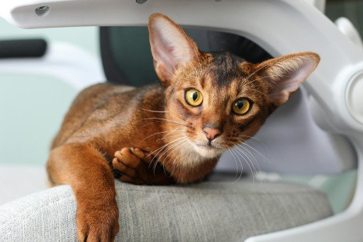 Understanding the Cost of Owning an Abyssinian Cat