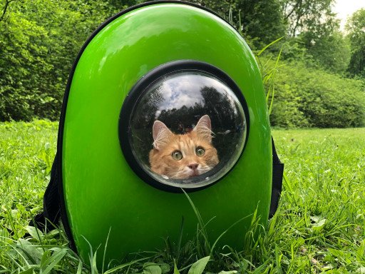 The Ultimate Guide to Choosing the Perfect Wearable Cat Carrier for Your Furry Companion
